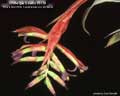 Billbergia Beadle #0738