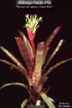 Billbergia Beadle #0746