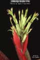 Billbergia Beadle #0746