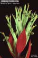 Billbergia Beadle #0746