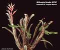 Billbergia Beadle #0787