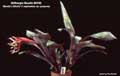 Billbergia Beadle #0790