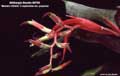 Billbergia Beadle #0790