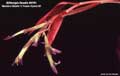 Billbergia Beadle #0791
