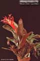 Billbergia Beadle #0792