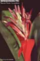 Billbergia Beadle #0792