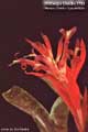 Billbergia Beadle #0792