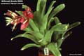 Billbergia Beadle #0806