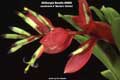 Billbergia Beadle #0806