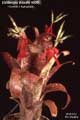 Billbergia Beadle #0808