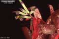 Billbergia Beadle #0808