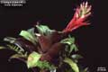 Billbergia Beadle #0809