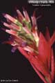 Billbergia Beadle #0809