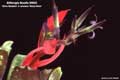 Billbergia Beadle #0822