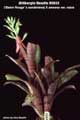 Billbergia Beadle #0833