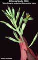 Billbergia Beadle #0833