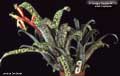 Billbergia Beadle #0838