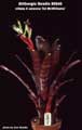 Billbergia Beadle #0840