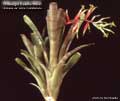 Billbergia Beadle #0841