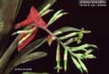 Billbergia Beadle #0841