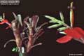 Billbergia Beadle #0842