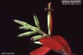 Billbergia Beadle #0842