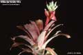 Billbergia Beadle #0853