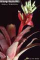 Billbergia Beadle #0853