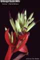 Billbergia Beadle #0853