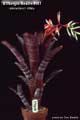 Billbergia Beadle #0861