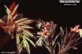 Billbergia Beadle #0861