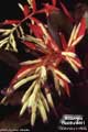 Billbergia Beadle #0861