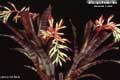 Billbergia Beadle #0861