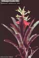 Billbergia Beadle #0862