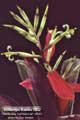 Billbergia Beadle #0862