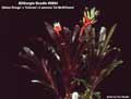 Billbergia Beadle #0864