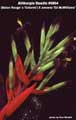Billbergia Beadle #0864