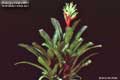 Billbergia Beadle #0867
