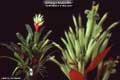 Billbergia Beadle #0867