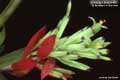 Billbergia Beadle #0867