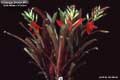 Billbergia Beadle #0868