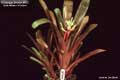 Billbergia Beadle #0868
