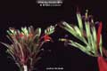 Billbergia Beadle #0868