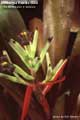 Billbergia Beadle #0868