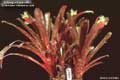 Billbergia Beadle #0869