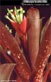 Billbergia Beadle #0869