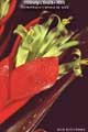 Billbergia Beadle #0869