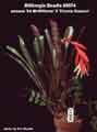 Billbergia Beadle #0874