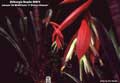 Billbergia Beadle #0874