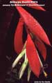 Billbergia Beadle #0874